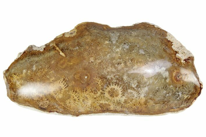 Polished Fossil Coral Head - Indonesia #237505
